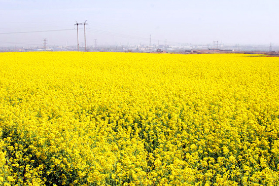 看油菜花不跑遠(yuǎn) 盤(pán)點(diǎn)專(zhuān)屬河南的油菜花田