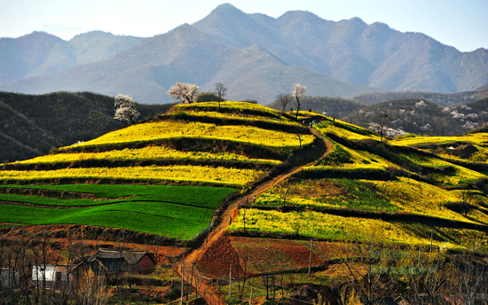 看油菜花不跑遠(yuǎn) 盤(pán)點(diǎn)專(zhuān)屬河南的油菜花田