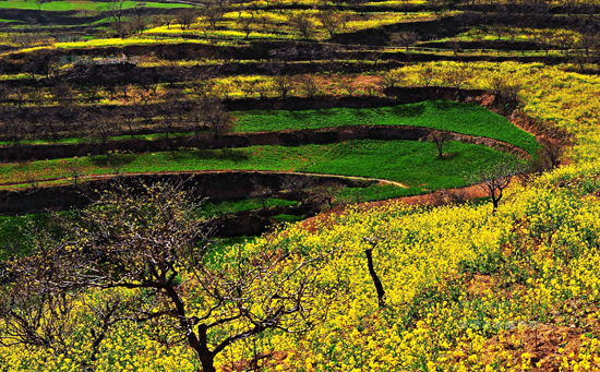 看油菜花不跑遠(yuǎn) 盤(pán)點(diǎn)專(zhuān)屬河南的油菜花田