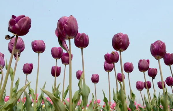 嵖岈山數(shù)百畝郁金香迎風綻放 醉了賞花人