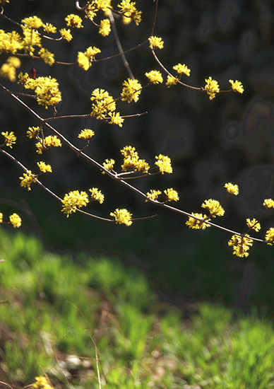 有一種呼喚，叫春天里的蟒河！