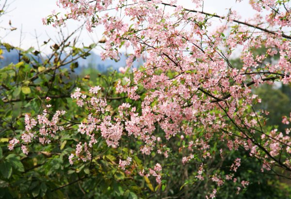 春享峨眉，樂(lè)游其中，且玩且珍惜