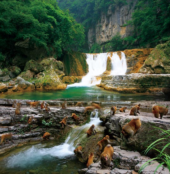 小長假游客扎堆蟒河、擠爆猴山