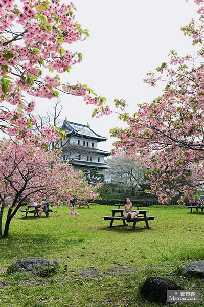 春櫻怒放 松前城 春櫻怒放 松前城