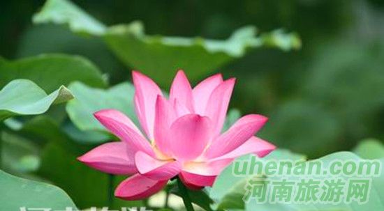 開封第十屆荷花藝術(shù)節(jié)開幕 開封第十屆荷花藝術(shù)節(jié)開幕