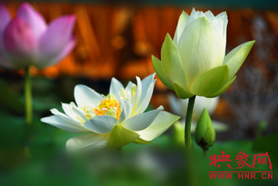 7月5日,第七屆淮陽荷花節(jié)將于7月8日正式拉開序幕。