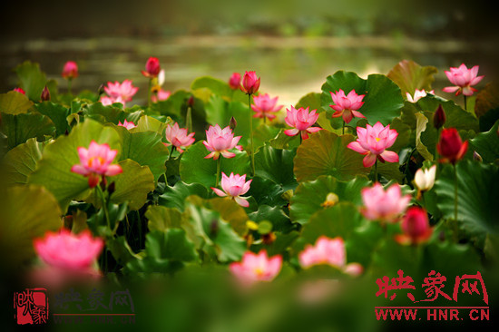 7月5日,第七屆淮陽荷花節(jié)將于7月8日正式拉開序幕。