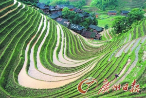 　　龍勝梯田錯(cuò)落有致。