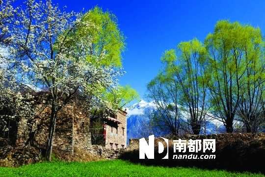 　　三月里,川西北的梨花盛放,寨子、碉樓、梨花……構(gòu)成最美的丹巴風(fēng)光。