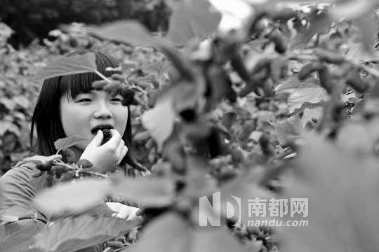 　　　　寶桑園桑葚已成熟,“五一”假期前都是吃桑葚的季節(jié)。南都記者 李向新 攝