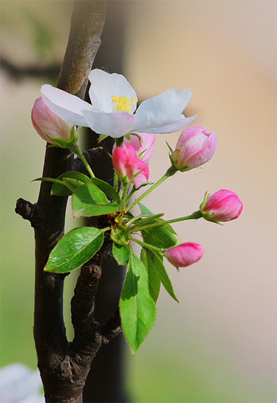 海棠笑迎客留步看花溪 元大都遺址公園海棠花節(jié) 海棠笑迎客留步看花溪 元大都遺址公園海棠花節(jié)