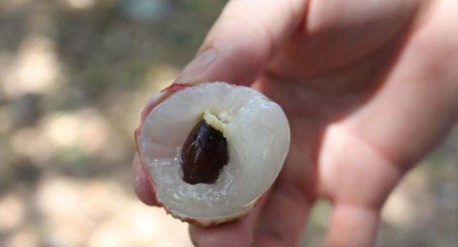 　　這就是傳說中的瓤肉瑩白如冰雪,漿液甘酸如醴酪。大家一下就摘了半筐。