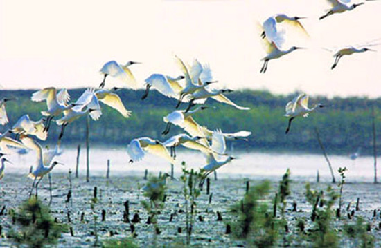 冬季觀鳥正當時:捕捉美麗 拍攝優(yōu)雅