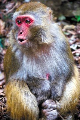 　　金鞭溪四周也是野猴的聚集地。