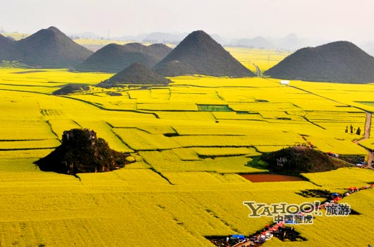 　　說到羅平, 無人不知,只因那有全國面積最大的油菜花田。(圖片來源:CFP)