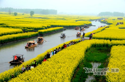 　　興化的油菜花最讓人心醉,因為沒有一個地方能把油菜花和水景結合得如此到位。(圖片來源:CFP)