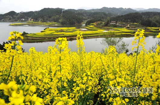 　　成片的油菜花同時開放,置身于其中,會感受到色彩給人的震撼和陶醉。(圖片來源:CFP)