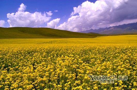 　　青海門源的油菜花景色甚為壯觀,十足的西部風味。(圖片來源:CFP)