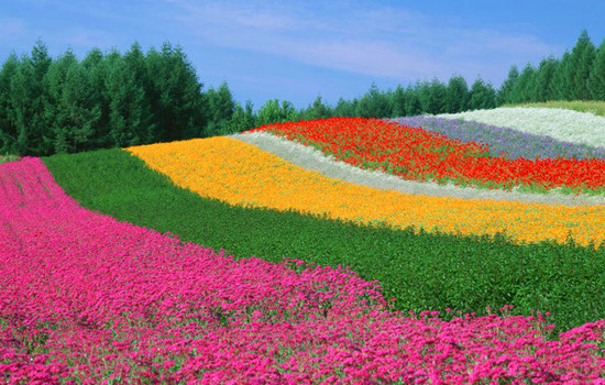 5園賞花指南-百花齊放的春天 5園賞花指南-百花齊放的春天