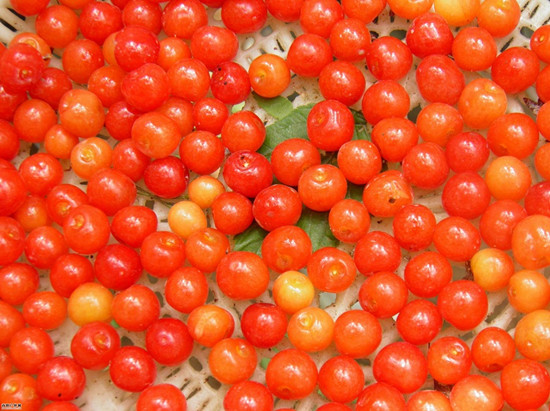 五月摘櫻桃 河南采摘地推薦 五月摘櫻桃 河南采摘地推薦