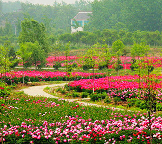 女人如花 隨侍甄嬛娘娘賞花去