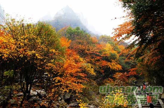 深秋去堯山賞紅葉、泡溫泉、拜大佛
