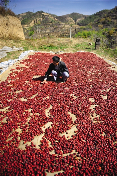 黃老漢家窯洞頂上鋪著一層紅棗,這也是他做黃饃饃的餡料。