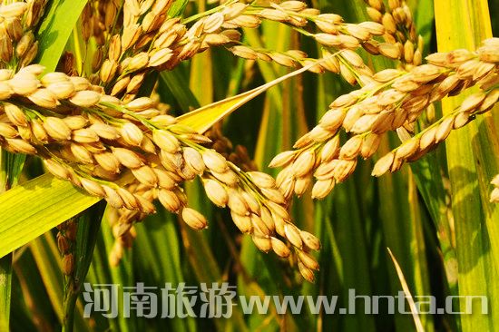 【新鄉(xiāng)特產(chǎn)】原陽大米 【新鄉(xiāng)特產(chǎn)】原陽大米