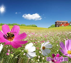 十二星座代表什么花？