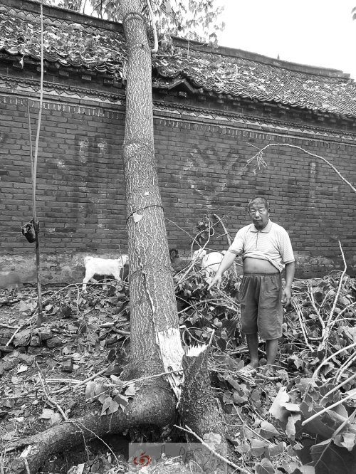村子里的大樹(shù)也被吹倒 村子里的大樹(shù)也被吹倒