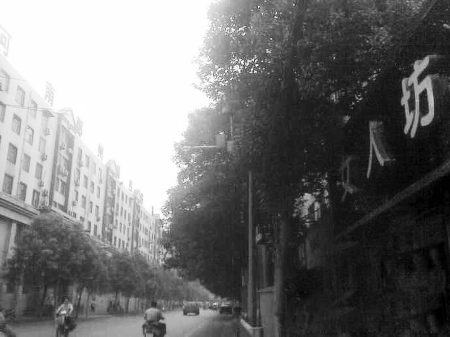 　　樹木枝繁葉茂，幾乎完全擋住紅綠燈 網(wǎng)友供圖