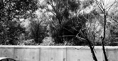 家長們熱切盼望的天明路小學規(guī)劃地，就在這個郁郁蔥蔥的院里