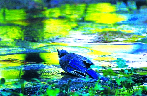 昨天，離三伏結(jié)束還有5天，鄭州、洛陽拉響“紅色警報”