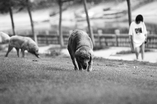 　喜歡養(yǎng)大狗狗的朋友，要抓緊給愛犬在郊外安個家哦！