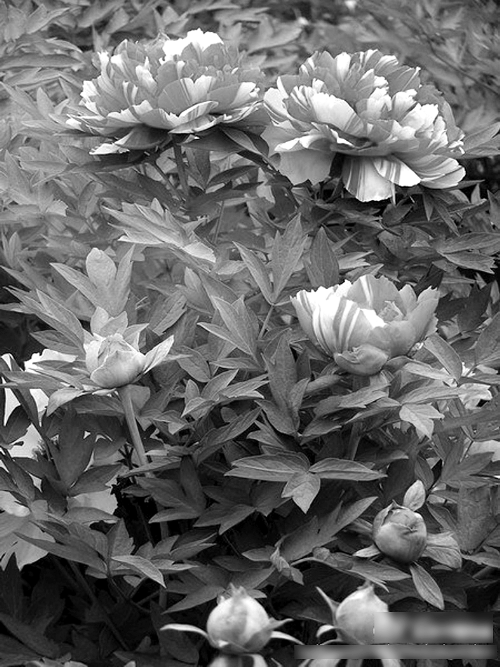 周末到鄭州植物園賞牡丹吧(圖片來自@鄭州植物園) 周末到鄭州植物園賞牡丹吧(圖片來自@鄭州植物園)