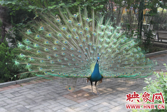 游客們來(lái)到動(dòng)物園可以近距離觀賞孔雀開屏。