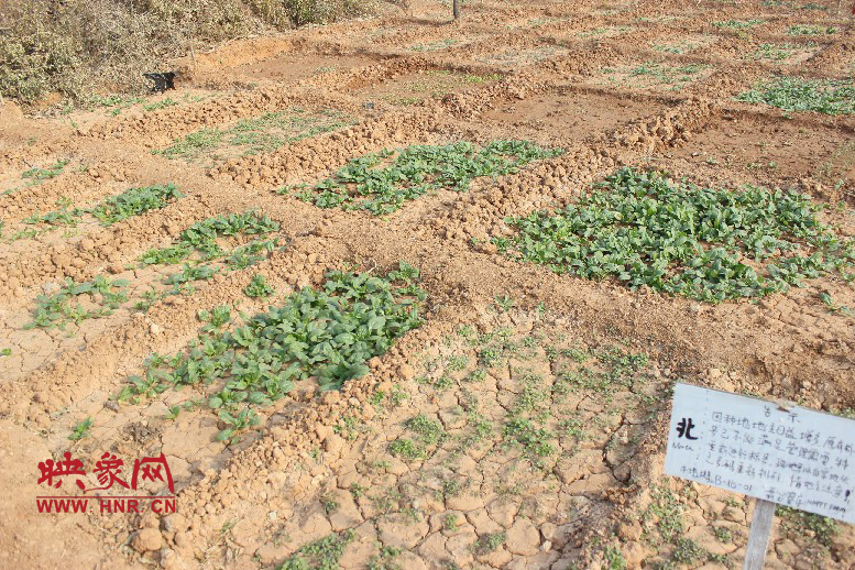 開心農(nóng)場哦，你可以再這兒包地，無毒無公害綠色產(chǎn)品