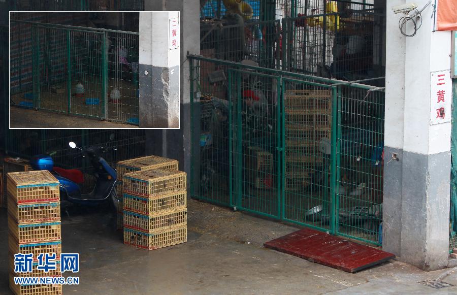 上海6日起暫停活禽交易 關(guān)閉所有活禽交易市場(chǎng)