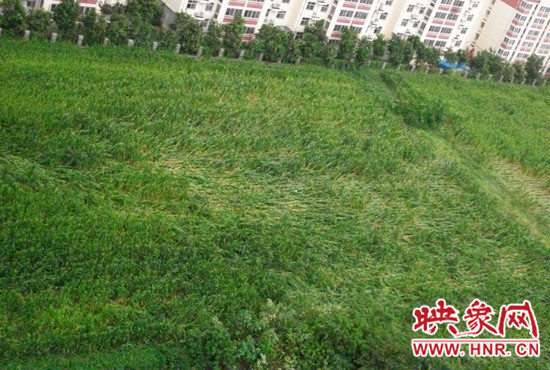 據(jù)映象網(wǎng)網(wǎng)友趙冠召反映，8月7日下午鄭州高新技術(shù)開發(fā)區(qū)突降暴雨冰雹，致使附近農(nóng)田近三分之一玉米倒伏
