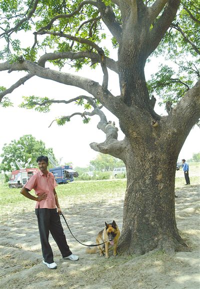 兩名少女在這棵樹上被吊死。