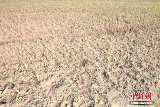 2014年7月31日早晨，浙江紹興市區(qū)蔬菜批發(fā)市場旁邊的土地已經(jīng)發(fā)生開裂。