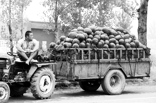　看著滿滿一車瓜，一瓜農(nóng)愁眉不展。