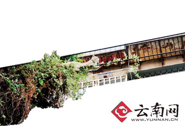 小貓下樹，但小貓就是不下來，反而爬到了一根緊貼著樹的電線上。