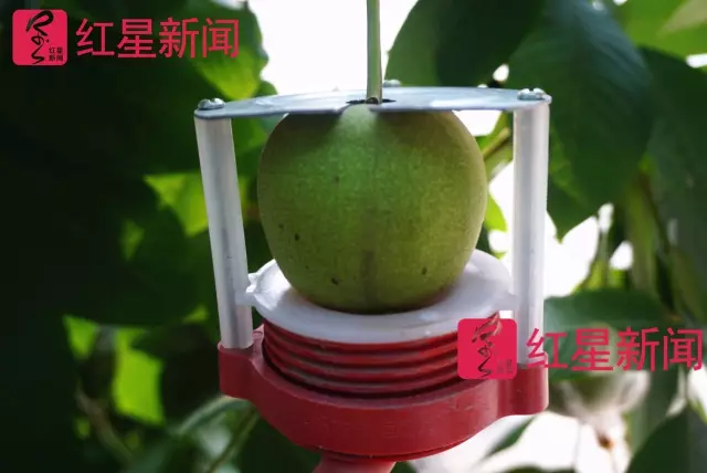 文玩核桃遇冷由幾萬一對(duì)降到5元沒人要？商戶否認(rèn)