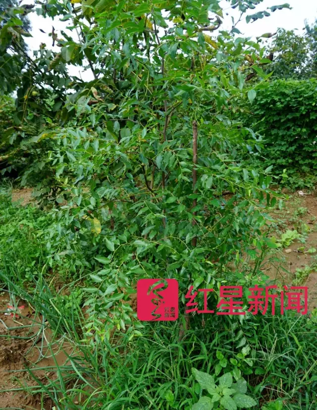 文玩核桃遇冷由幾萬一對(duì)降到5元沒人要？商戶否認(rèn)