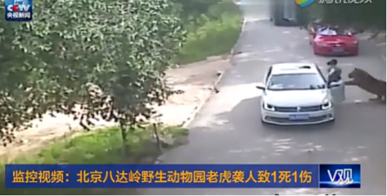 北京老虎咬人事件 北京老虎咬人事件
