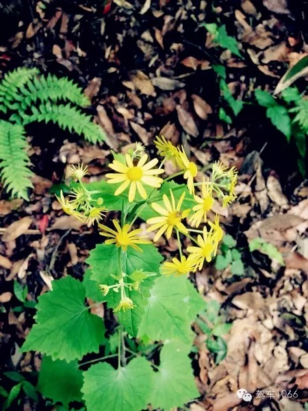 不僅有樹，還有美麗的小花花！