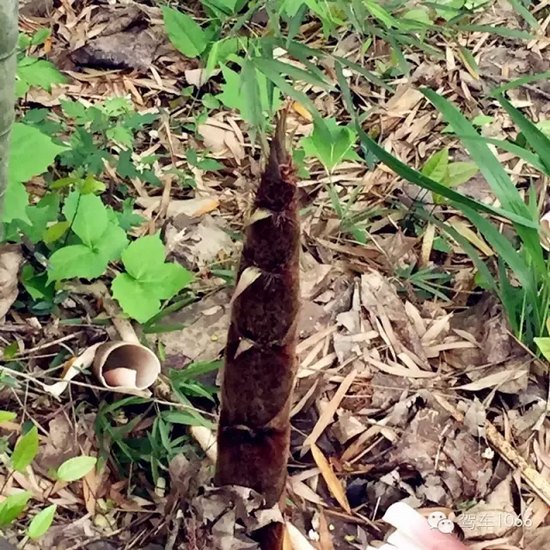 咦~這是什么？能吃嗎？