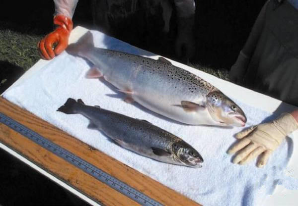 美國(guó)為何要率先吃轉(zhuǎn)基因動(dòng)物？