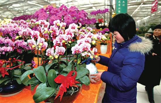 春節(jié)即將來臨，蝴蝶蘭依舊是節(jié)日花卉市場上最吸引眼球的品種，但銷量沒有去年同期好